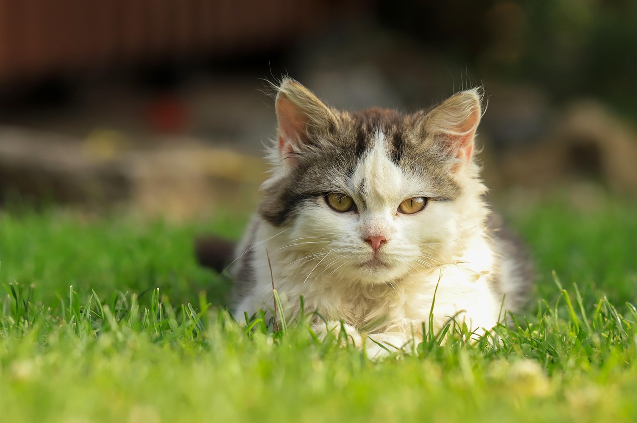 Driverless Cars Under Scrutiny Over Death of Popular Community Cat