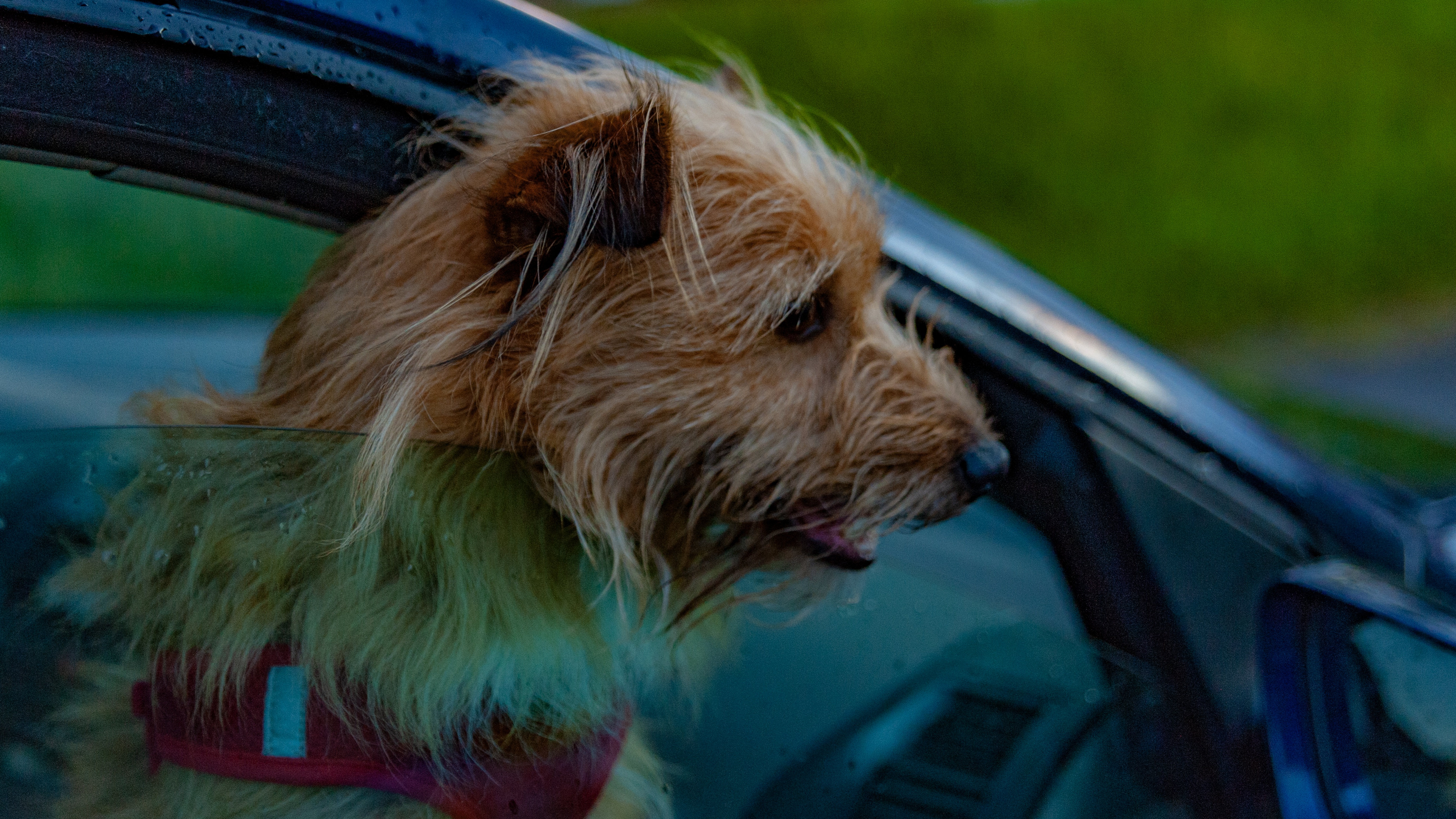 Transporting Cats/Dogs in Hot Cars During the Summer